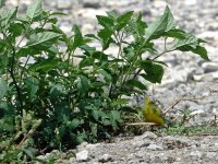 DSC04518 Leucocephala Western Yellow Wagtail @ Lut Chau.jpg