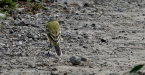 DSC04523 leucocephala Western Yellow Wagtail @ Lut Chau.jpg