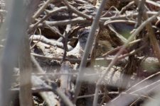 Swamp Sparrow.jpg