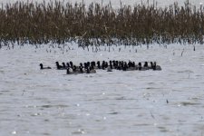 American Coot (1).jpg