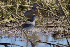 Greater Yellowlegs.jpg