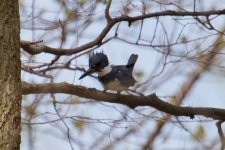 Belted Kingfisher.jpg