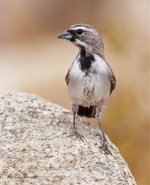 Black-throated Sparrow2 copy 2.jpg