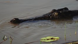 DSC05960 Estuarine Croc @ Kakadu.jpg