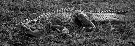 DSC06092 Estuarine Croc @ Kakadu.jpg