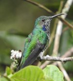 hummingbird-mindo.jpg
