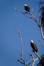 DSC05965 White-bellied Sea Eagle @ Kakadu.jpg