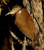 DSC06034 Nankeen Night Heron @ Kakadu.jpg