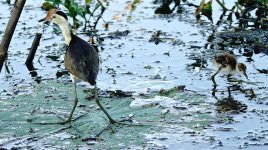 DSC05982 Comb-crested Jacana @ Kakadu.jpg