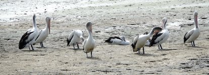 DSC05627 Australian Pelicans @ Cairns.jpg