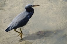 DSC05628 Pacific Reef Egret @ Cairns.jpg