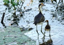 DSC05979 Comb-crested Jacana @ Kakadu.jpg