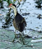 DSC05991 Comb-crested Jacana @ Kakadu.jpg