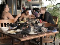 IMG_4283 Feral Pigeon clean up crew @ Cairns.JPG