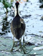 DSC05988 Comb-crested Jacana @ Kakadu.jpg