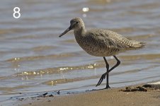 08-Willet.jpg