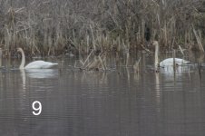 09-Tundra Swan.jpg