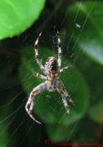 Garden Spider ( Araneus diadematus)1.jpg