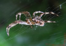 Garden Spider ( Araneus diadematus)2.jpg