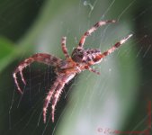 Garden Spider ( Araneus diadematus)3.jpg