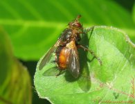 Tachina fera1.jpg