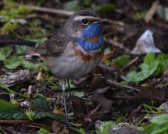 Bluethroat_Girdle Ness_180519b.jpg