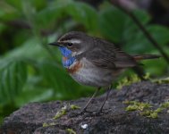 Bluethroat_Girdle Ness_180519c.jpg