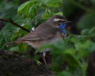 Bluethroat_Girdle Ness_180519d.jpg