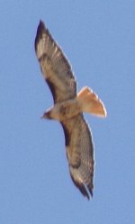 Red Tailed Hawk.JPG