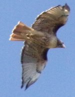 Red Tailed Hawk_3.jpg