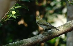 DSC04564 Wood Warbler @ Po Toi.jpg