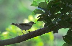 DSC04549 Wood Warbler @ Po Toi.jpg