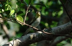 DSC04566 Wood Warbler @ Po Toi.jpg