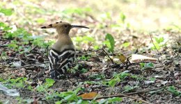 DSC04585 Hoopoe @ Po Toi.jpg