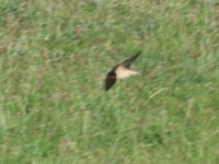 00 105A1488 day 6 swallow.jpg