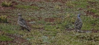 DSC05203 Grey-breasted Seedsnipe @ Santa Eulalia.jpg