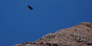 DSC05208 Andean Condor @ Santa Eulalia.jpg