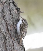 Common Treecreeper.jpg