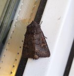 Moth at Dacha.jpg