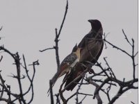 Great spotted cuckoo juvelnile with host Molivos 180619 photo E Pouwels.JPG