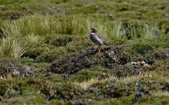 DSC05228 Diademed Sandpiper-plover @ Santa Eulalia.jpg