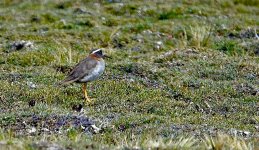 DSC05218 Diademed Sandpiper-Plover @ Santa Eulalia.jpg