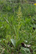 Frog Orchid Eryrys 04.jpg