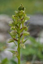 Frog Orchid Close Eryrys 01.jpg