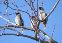 Bohemian Waxwings.jpg