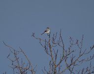 Northern Shrike.jpg