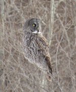 Great Gray Owl.jpg