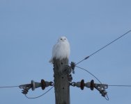 Snowy Owl.jpg