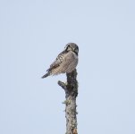 Northern Hawk Owl.jpg