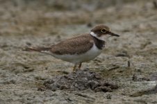 Long-billed Plover?? - Resident- uncommon.jpg